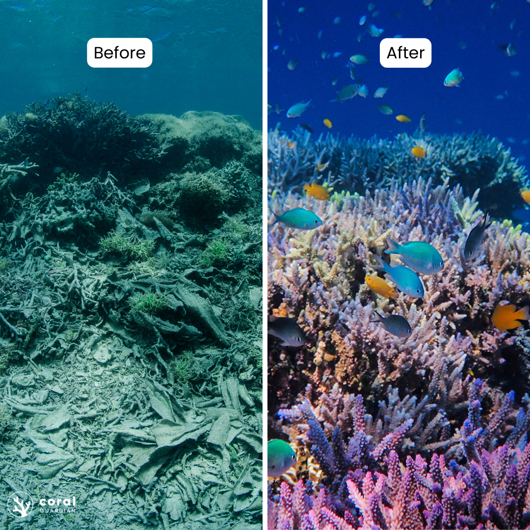 avant après restauration des récifs par coral guardian