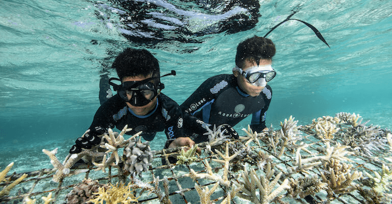 restauration des coraux