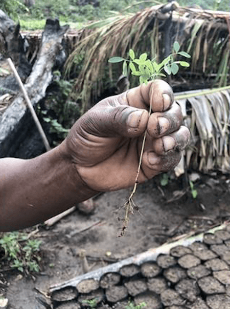 opération de reforestation à masaola