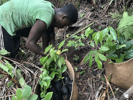 arbre planté à madagascar