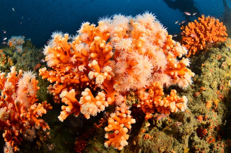 protection des coraux association