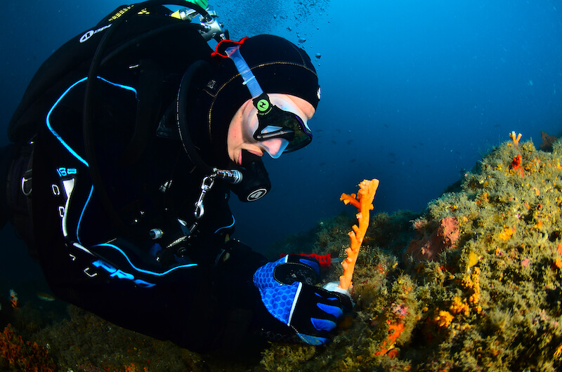 restauration d'un corail