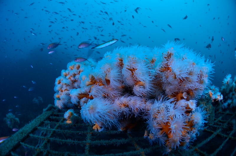 zoom corail et filet