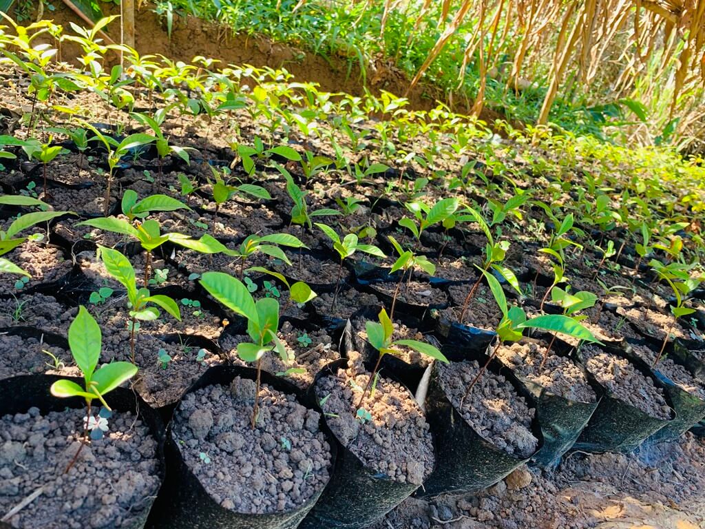 plantation arbres à madagascar