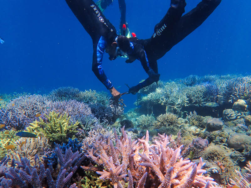 préservation des océans par coral guardian