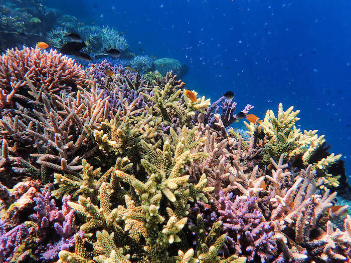 préservation récif corallien association