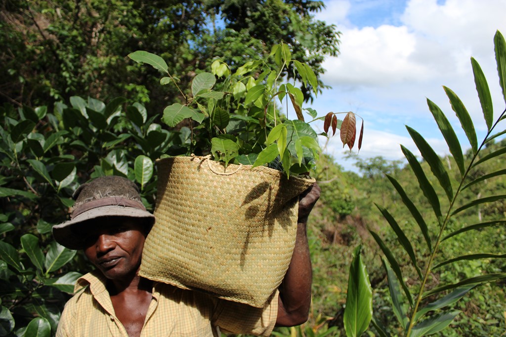 protection des forets de madagascar