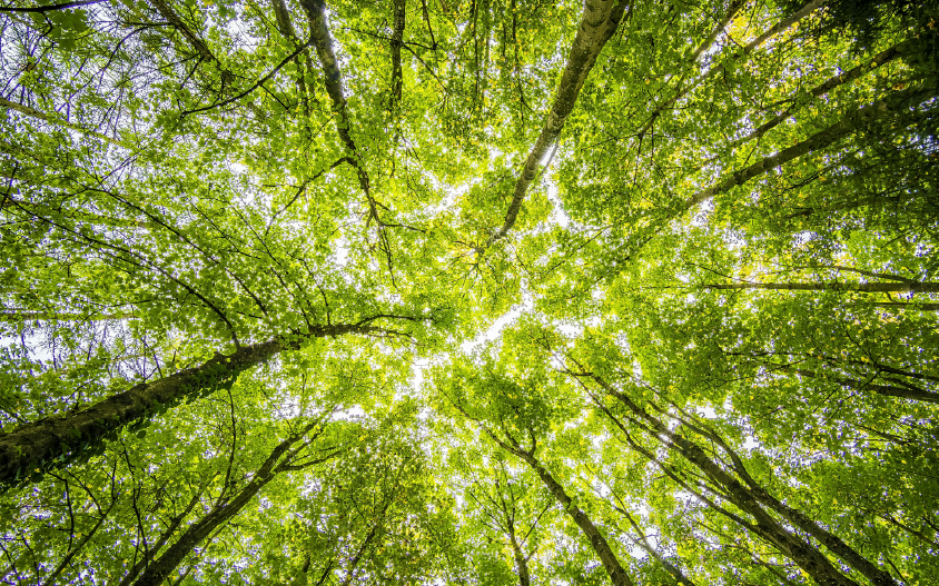 Produits 100% recyclés et recyclables, 0 arbres abattu